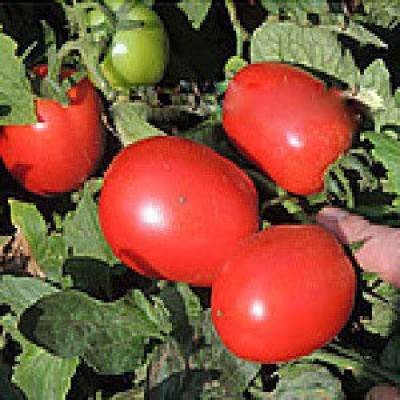 Семена томата Рани F1 (100 семян), Libra Seeds (Erste Zaden), детерминантный
